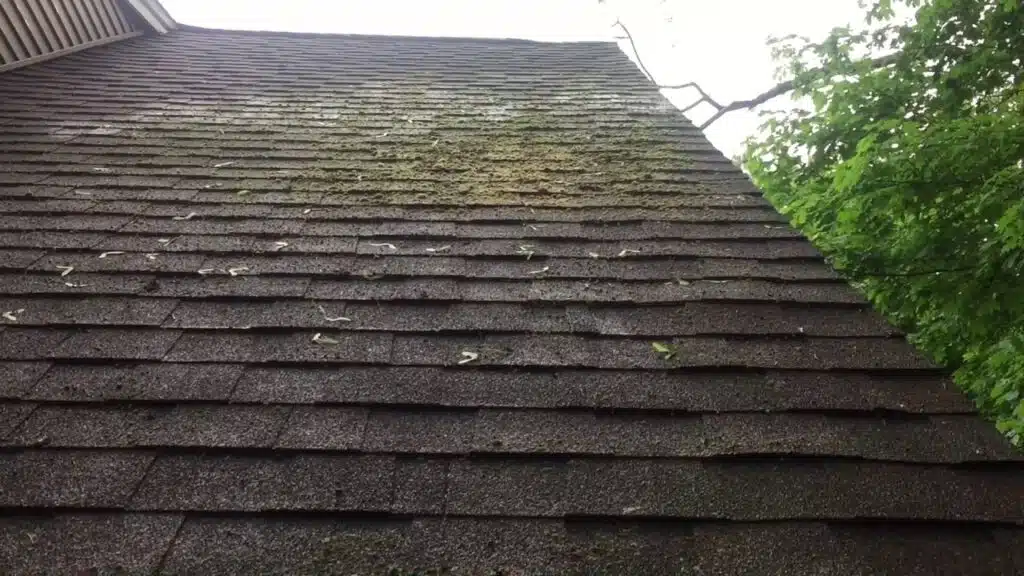 How To Remove Mold from Your Roof